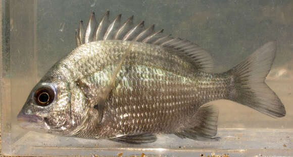 صورة Acanthopagrus pacificus Iwatsuki, Kume & Yoshino 2010