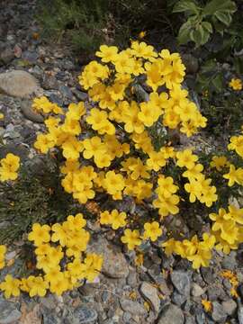 Imagem de Linum campanulatum L.