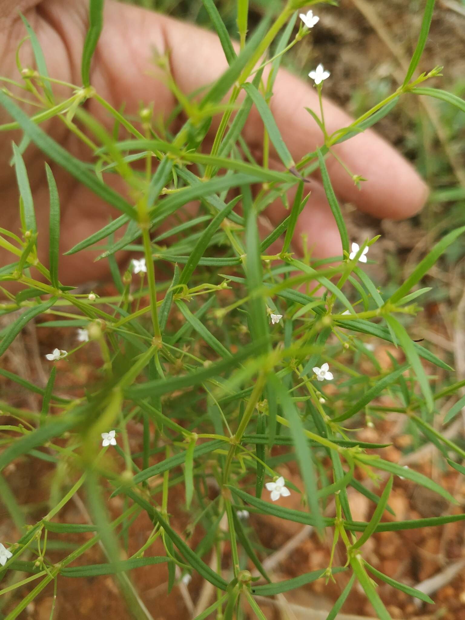 Sivun Oldenlandia herbacea (L.) Roxb. kuva