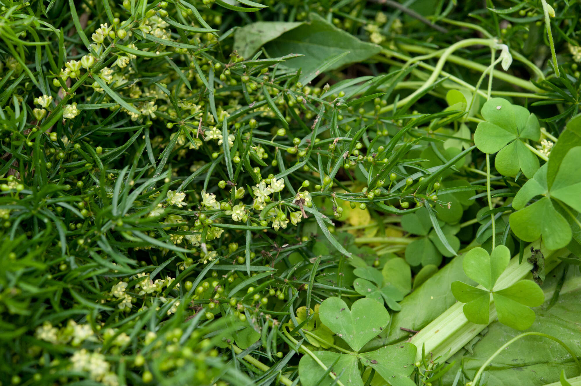 Image of Asparagus cochinchinensis (Lour.) Merr.