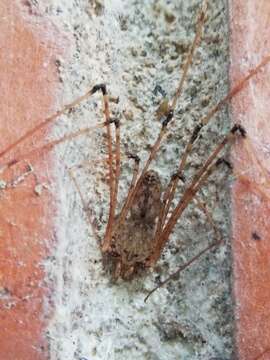 Image de Scytodes longipes Lucas 1844