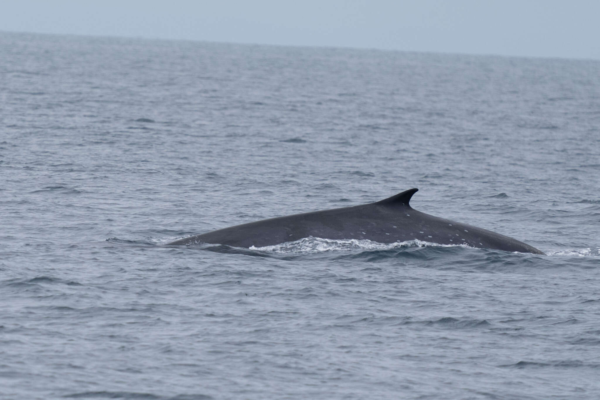 Image of Bryde's whale