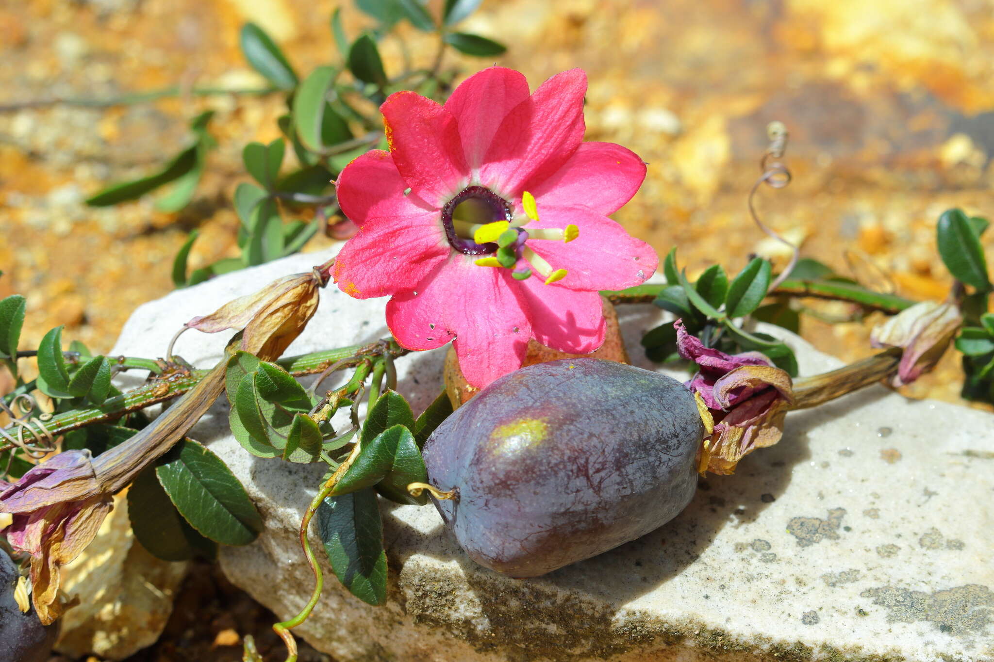 Слика од Passiflora huamachucoensis L. K. Escobar