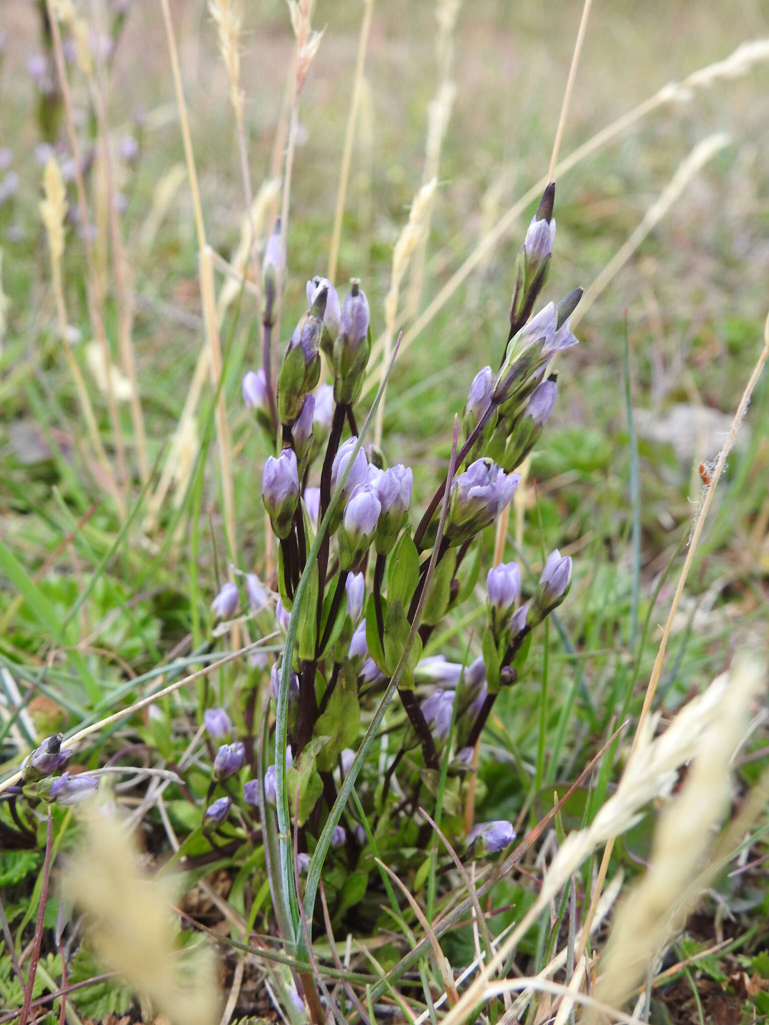 Image of Gentianella magellanica (Gaudich.) Fabris