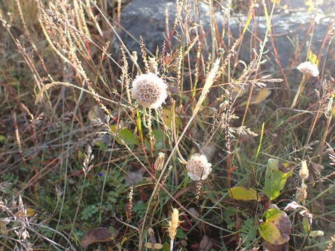 Image of Siberian sea thrift