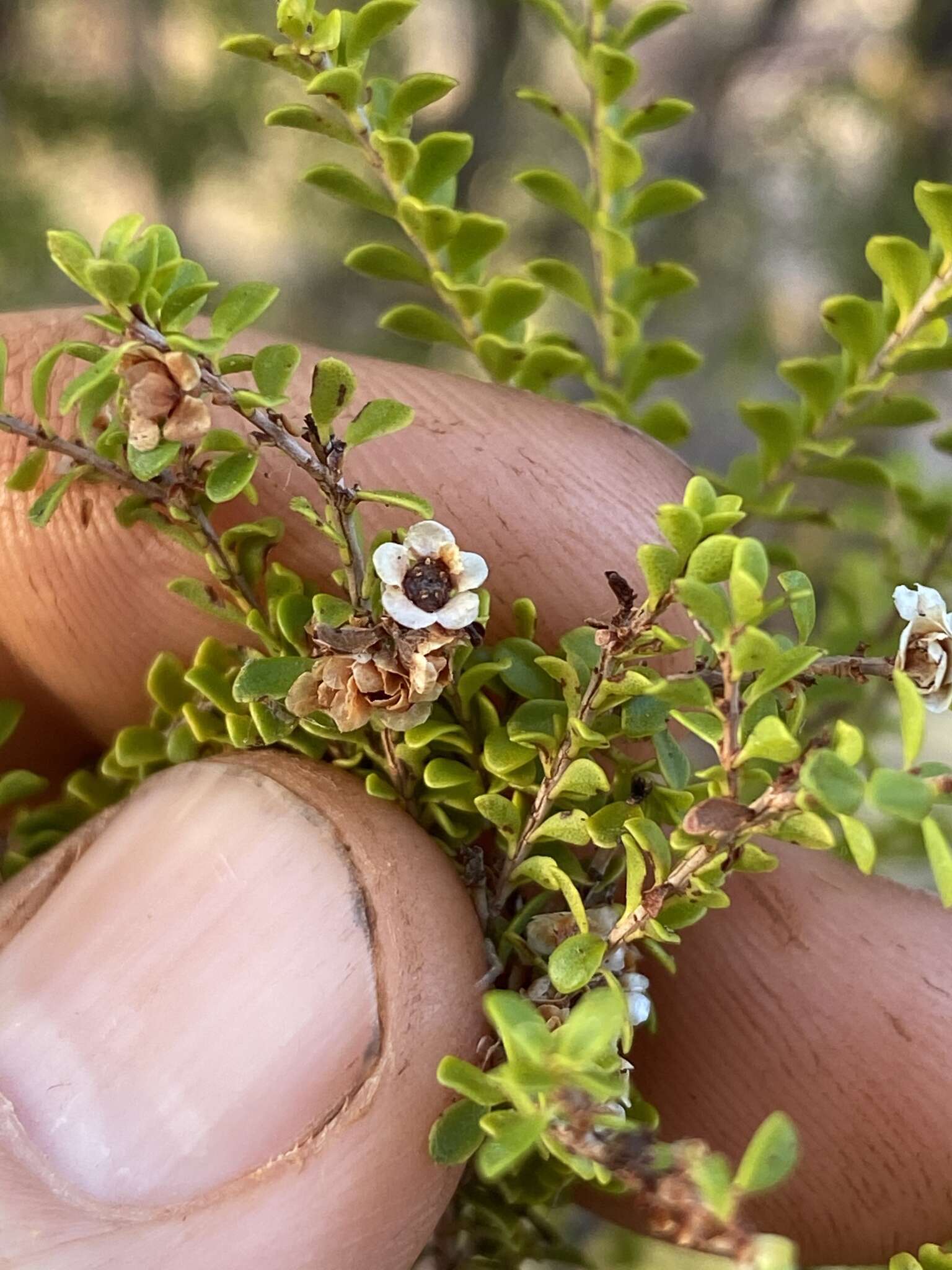 Image of Thryptomene oligandra F. Müll.