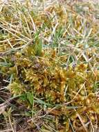 Image of Golden Tundra-moss