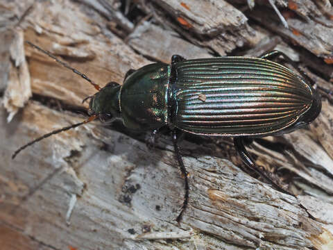 Image of Poecilus (Poecilus) cupreus cupreus (Linnaeus 1758)