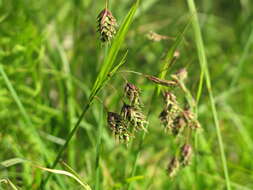 Image of boreal bog sedge