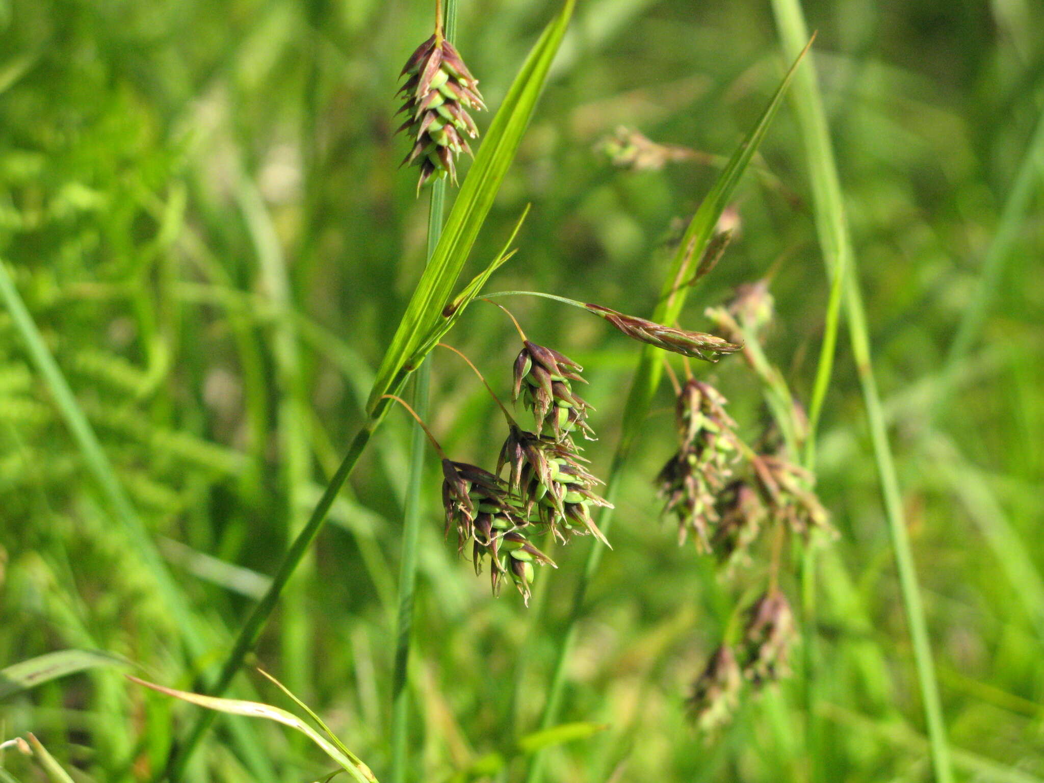 Image of boreal bog sedge