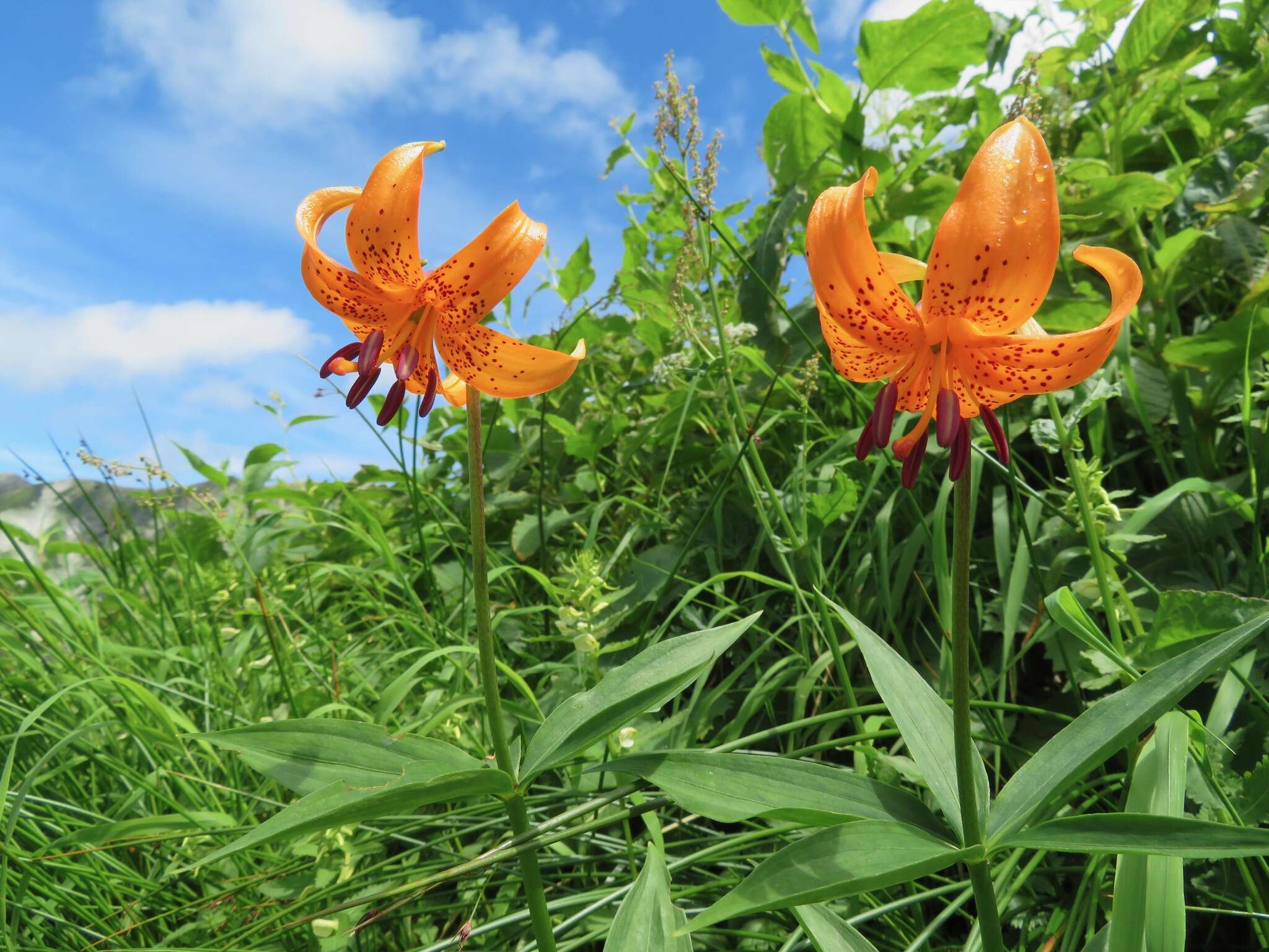 Image of Lilium medeoloides A. Gray