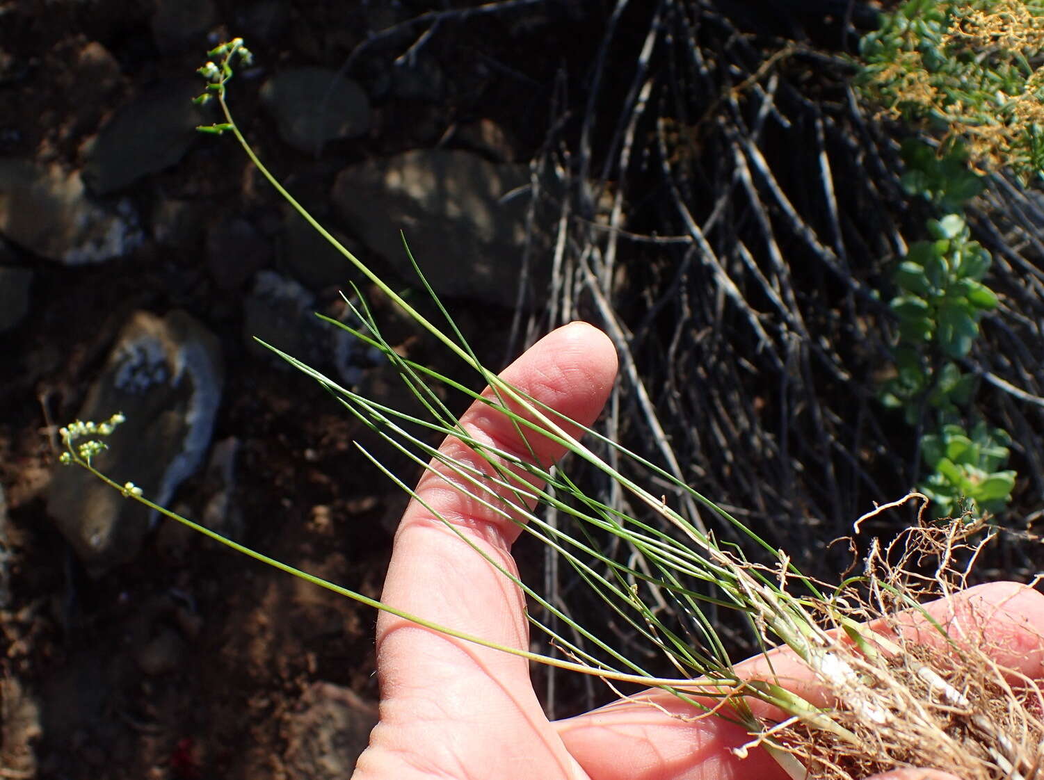 Image of Triglochin bulbosa subsp. bulbosa