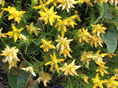 صورة <i>Genista hirsuta</i> subsp. <i>lanuginosa</i>