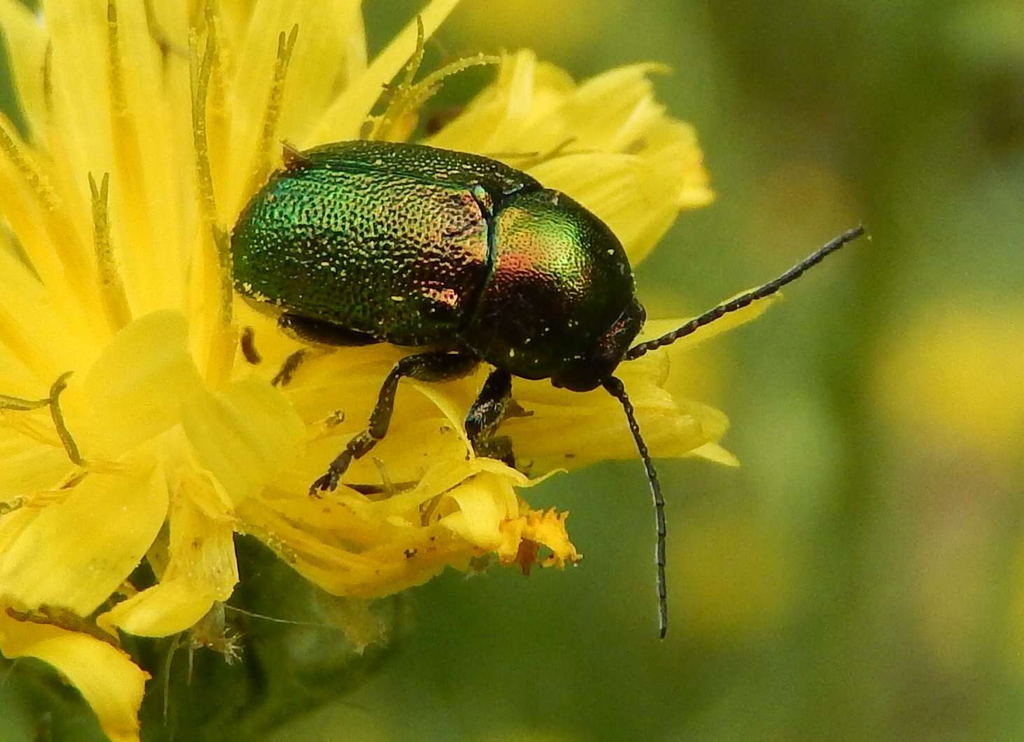 Sivun Cryptocephalus aureolus Suffrian 1847 kuva