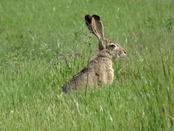 Image of Black-tailed Jackrabbit