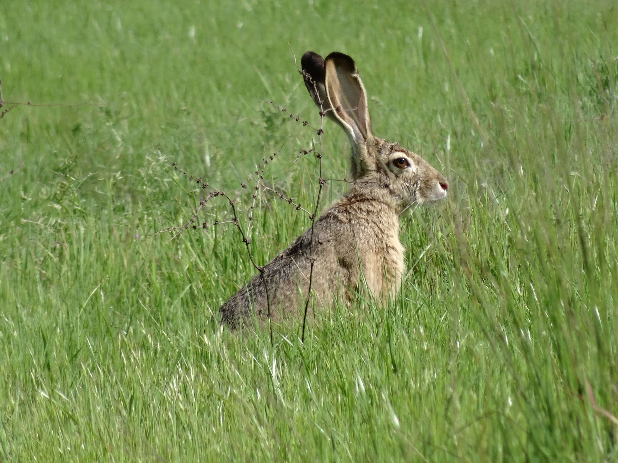 Image of Black-tailed Jackrabbit