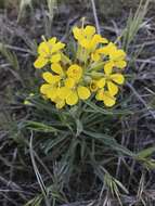 Imagem de Erysimum asperum (Nutt.) DC.