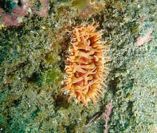 Image of McPeak anemone