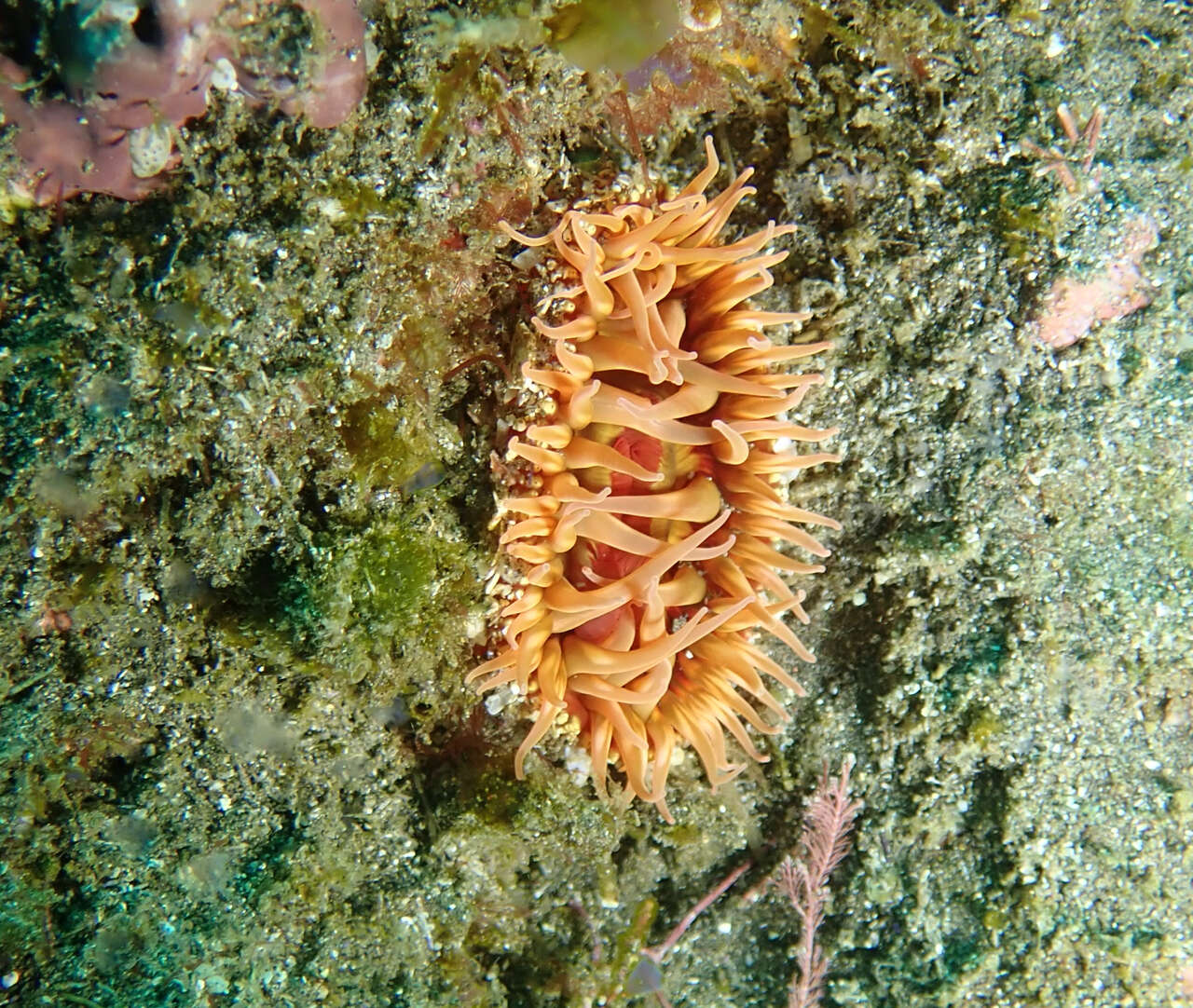 Image of McPeak anemone