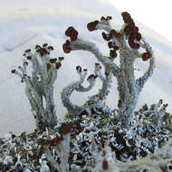 Image of cup lichen