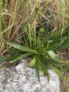 Image of Eryngium agavifolium Griseb.