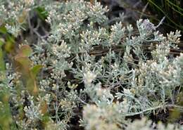 Image of Sand Everlasting