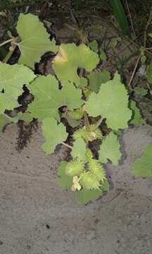 Imagem de Xanthium orientale subsp. italicum (Moretti) Greuter