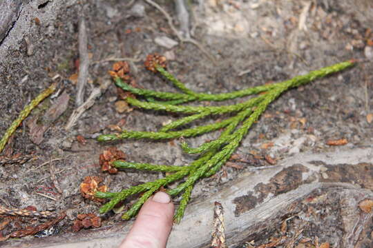 Image of Athrotaxis laxifolia Hook.