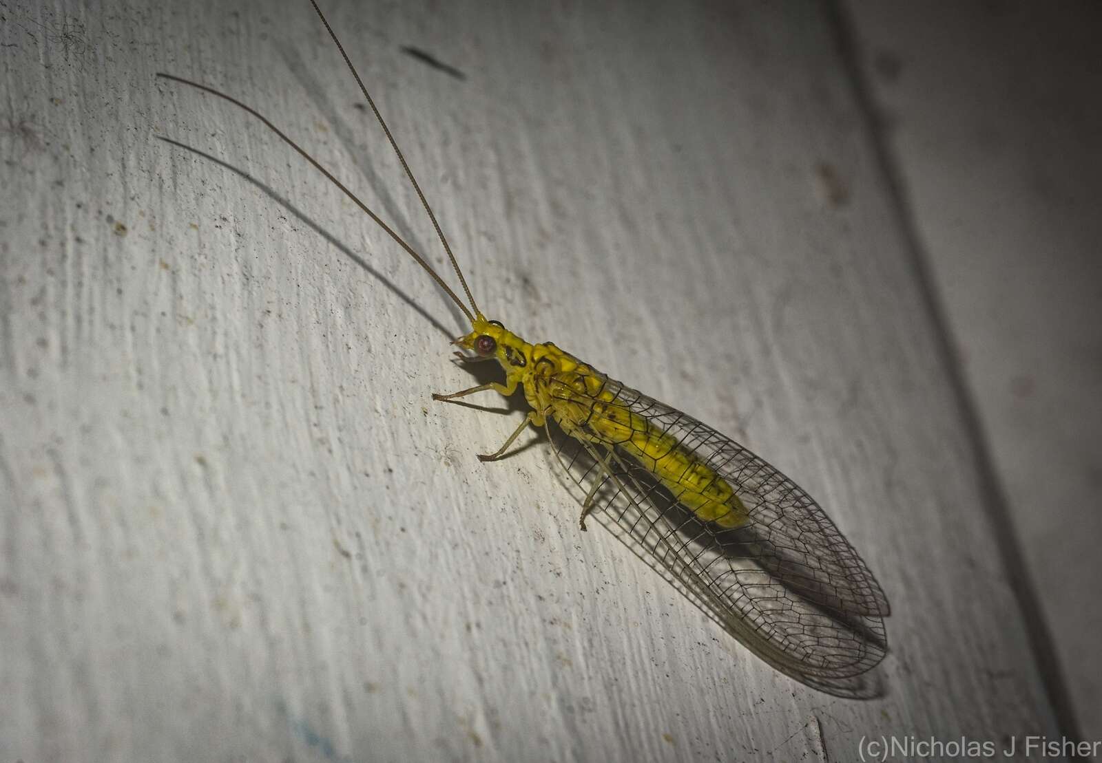 Image of Italochrysa insignis (Walker 1853)