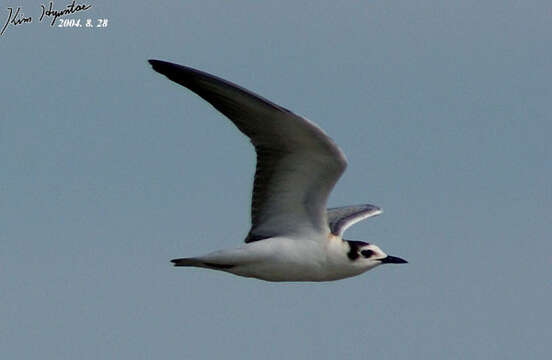 Image of White-winged Black Tern