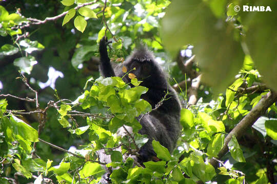 Image of Trachypithecus cristatus cristatus (Raffles 1821)