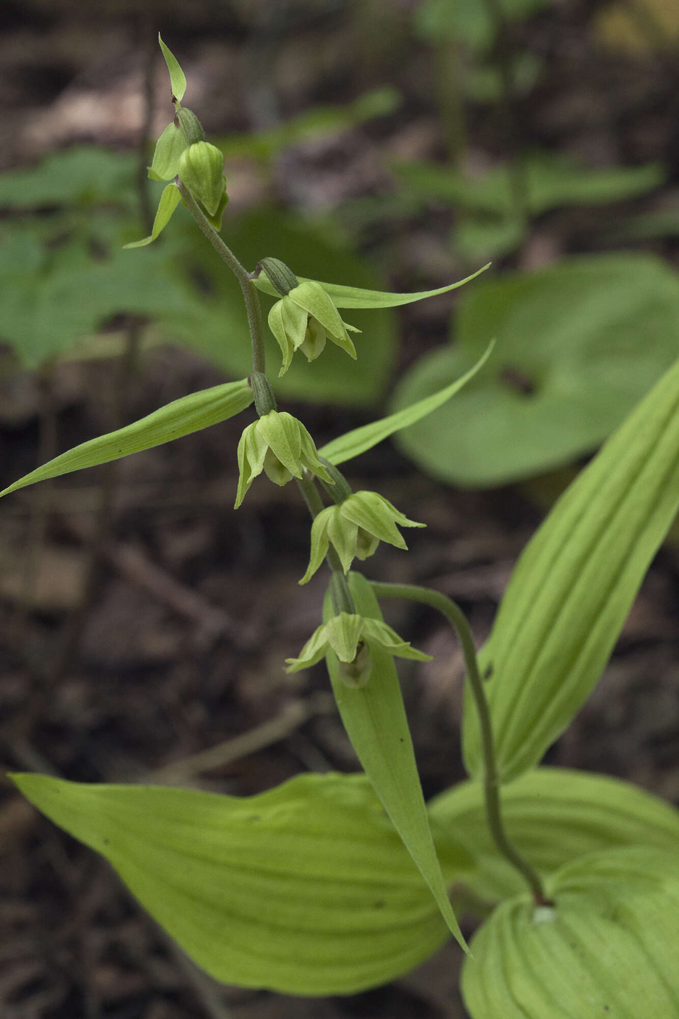 Image of Epipactis papillosa Franch. & Sav.