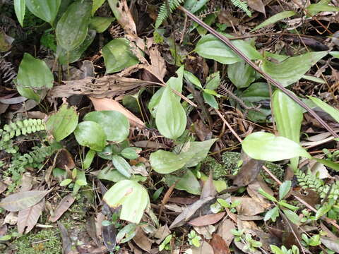 Image of Cheiropleuria integrifolia (D. C. Eaton ex Hook.) M. Kato, Y. Yatabe, Sahashi & N. Murak.