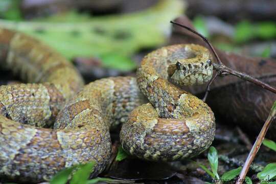 Imagem de Bothrops venezuelensis Sandner-Montilla 1952