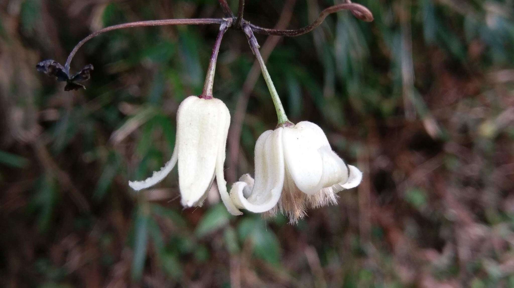 صورة Clematis morii Hayata