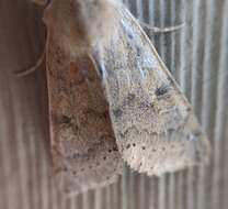 Imagem de Orthosia arthrolita Harvey 1874