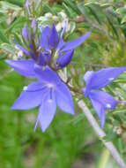 Image of Veronica arenaria A. Cunn. ex Benth.