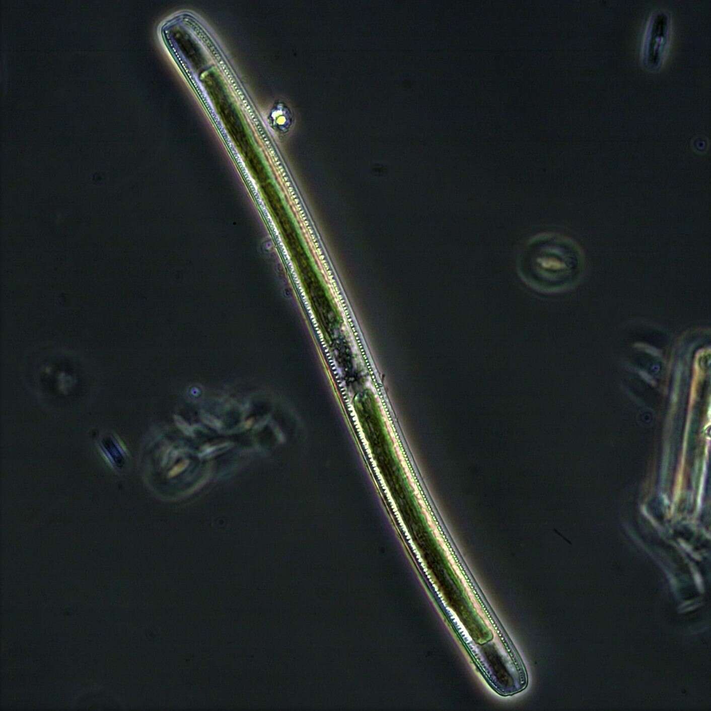Image of Nitzschia sigmoidea