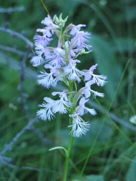 Слика од Platanthera keenanii P. M. Br.