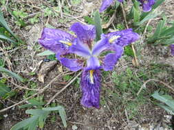 Image of Iris kemaonensis Wall. ex D. Don