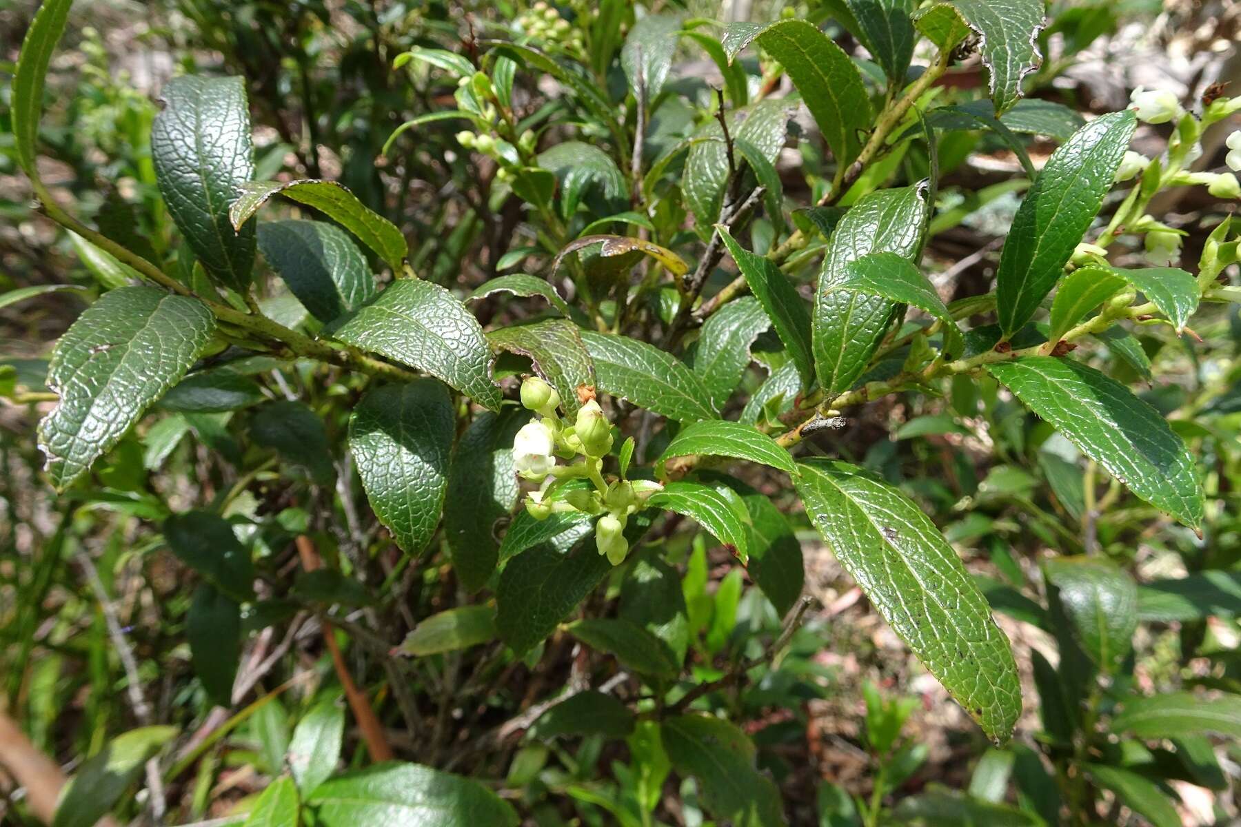 Image de Gaultheria appressa A. W. Hill