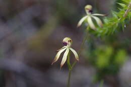 Image of Caladenia testacea R. Br.