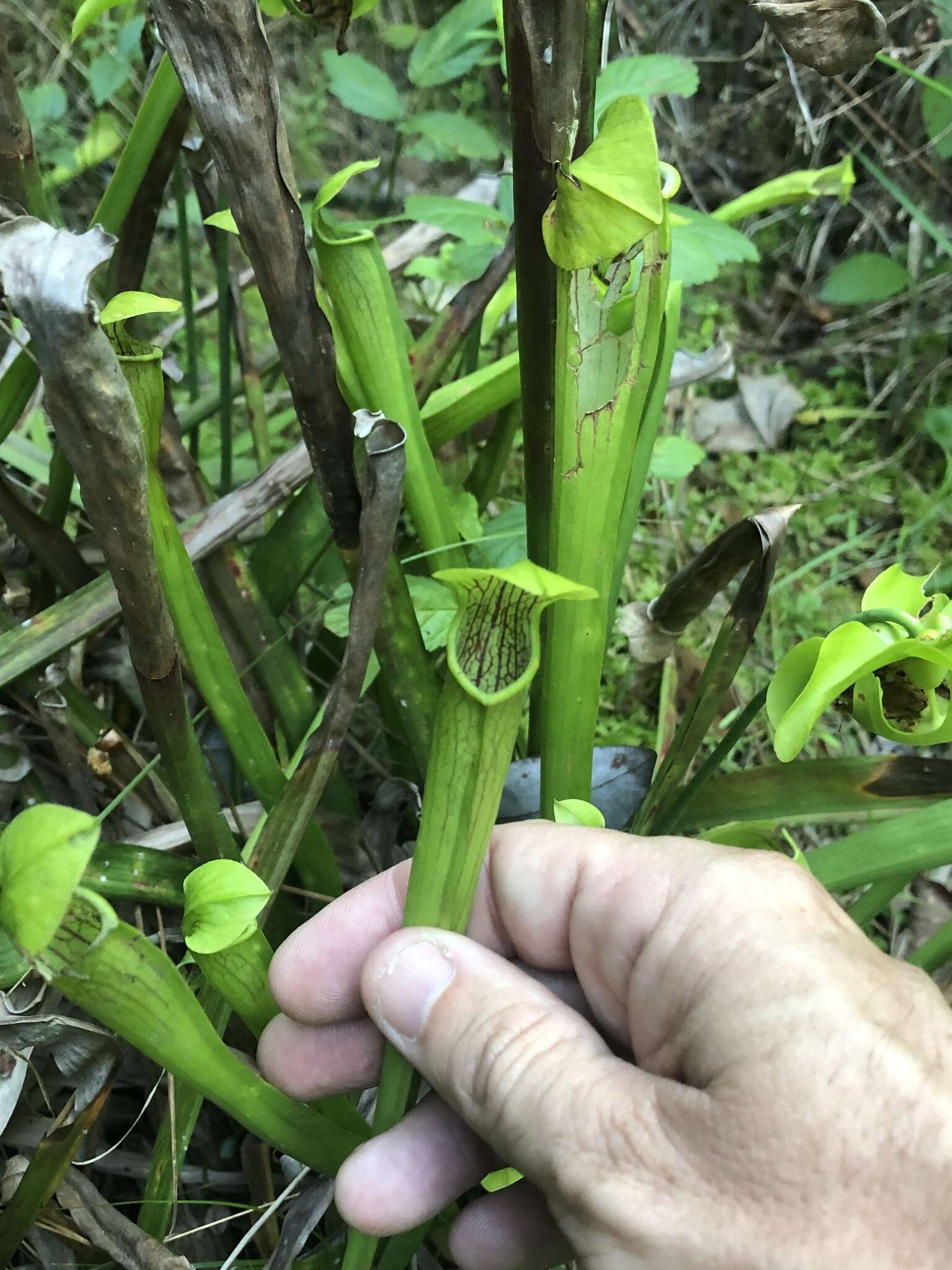 Image of Wherry's pitcherplant