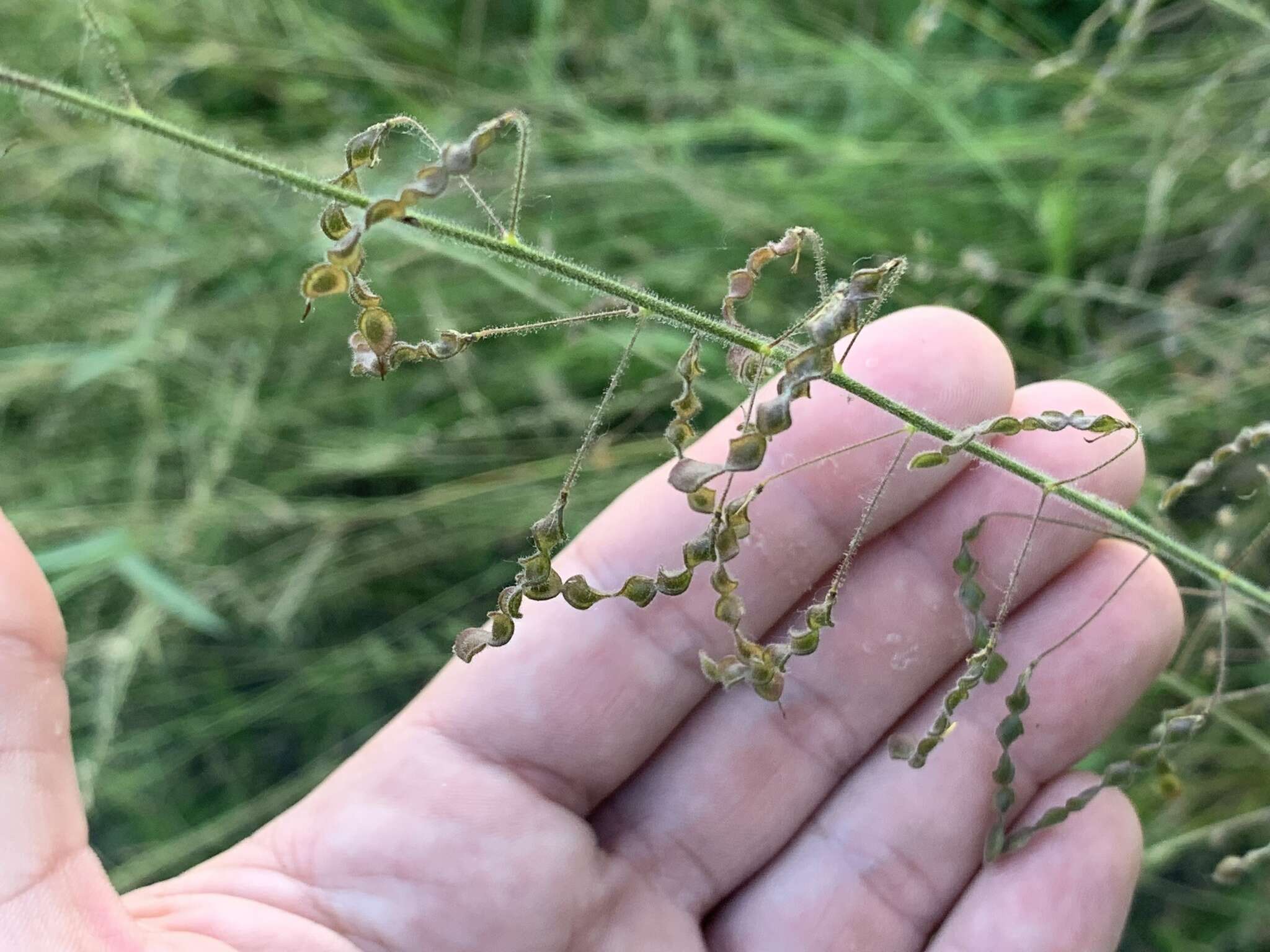 Image of Desmodium procumbens var. neomexicanum