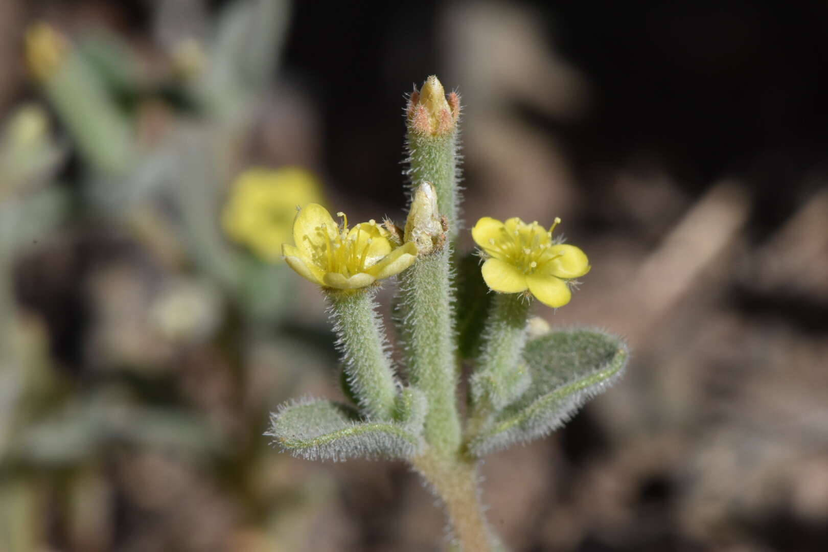 Image of bushy blazingstar