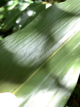 Image of Alpinia flabellata Ridl.