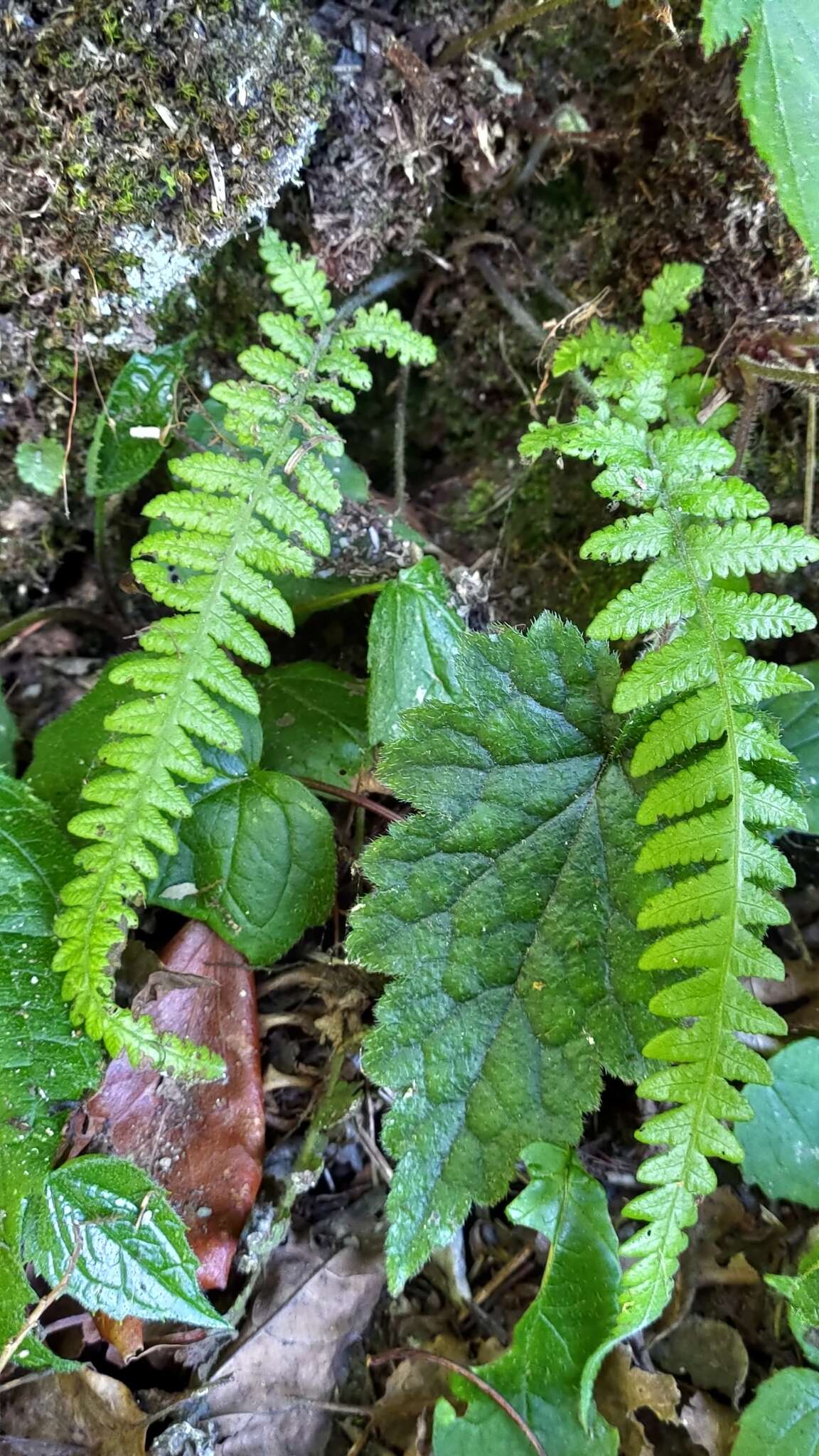 Image of Stegnogramma tottoides (H. Itô) Iwatsuki