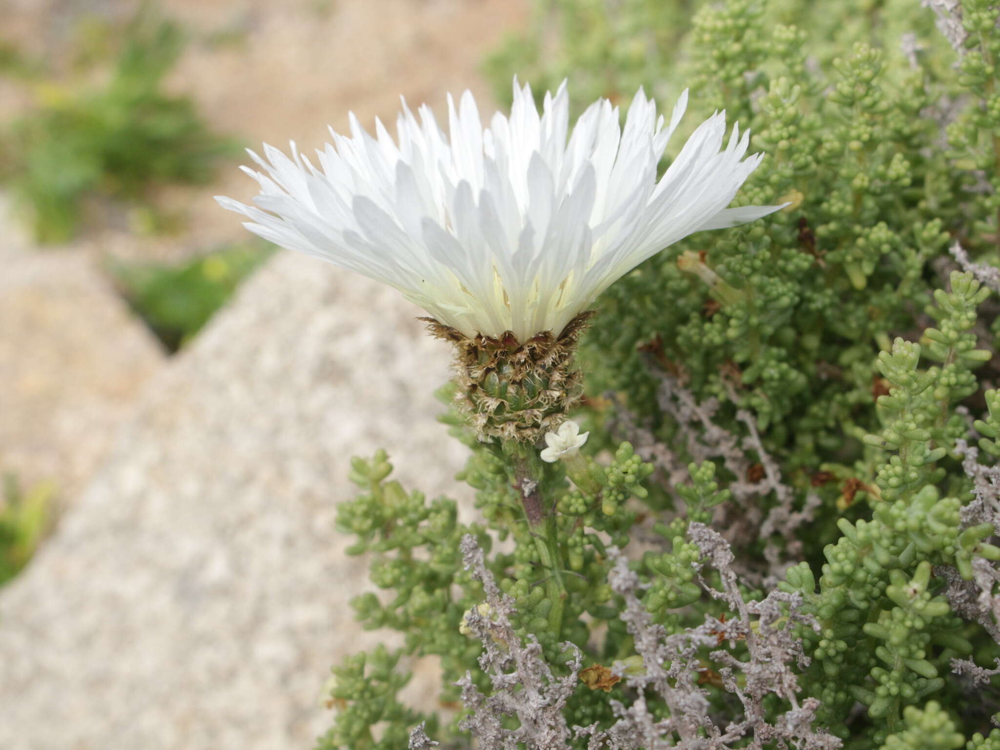 Imagem de Plectocephalus bridgesii