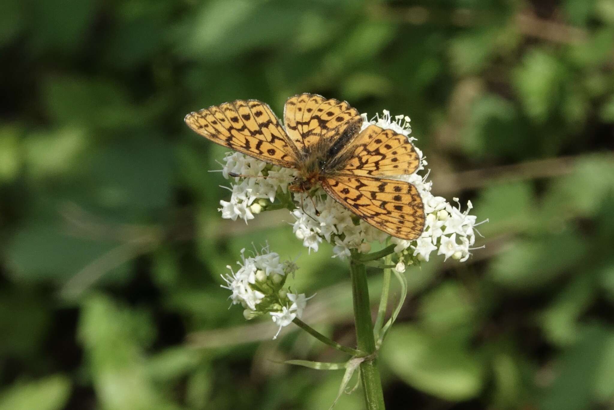 Imagem de <i>Boloria kriemhild</i>