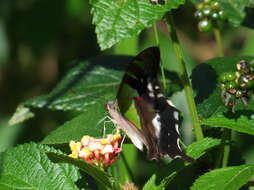 Слика од Graphium macleayanus (Leach 1814)